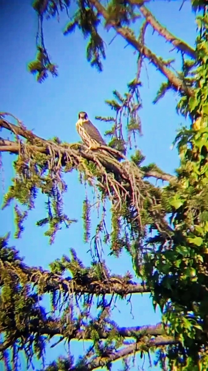 Eurasian Hobby - ML622877737