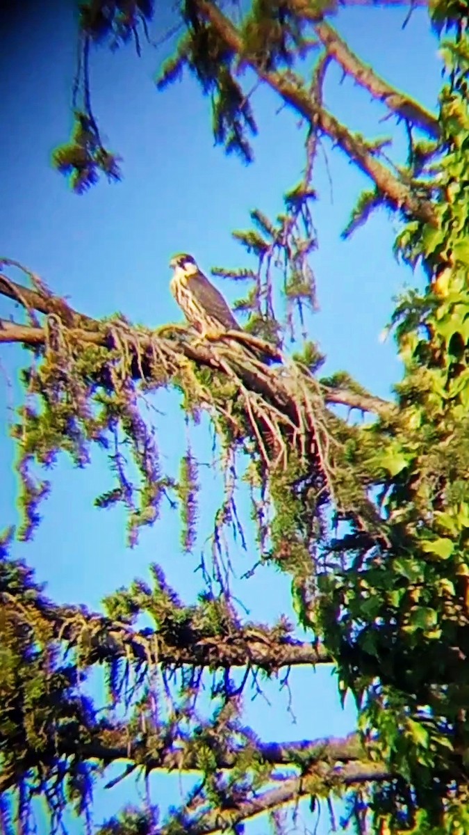 Eurasian Hobby - ML622877739