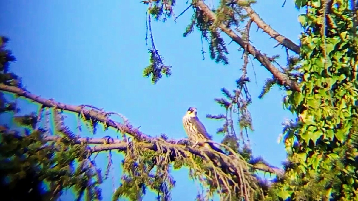 Eurasian Hobby - ML622877745