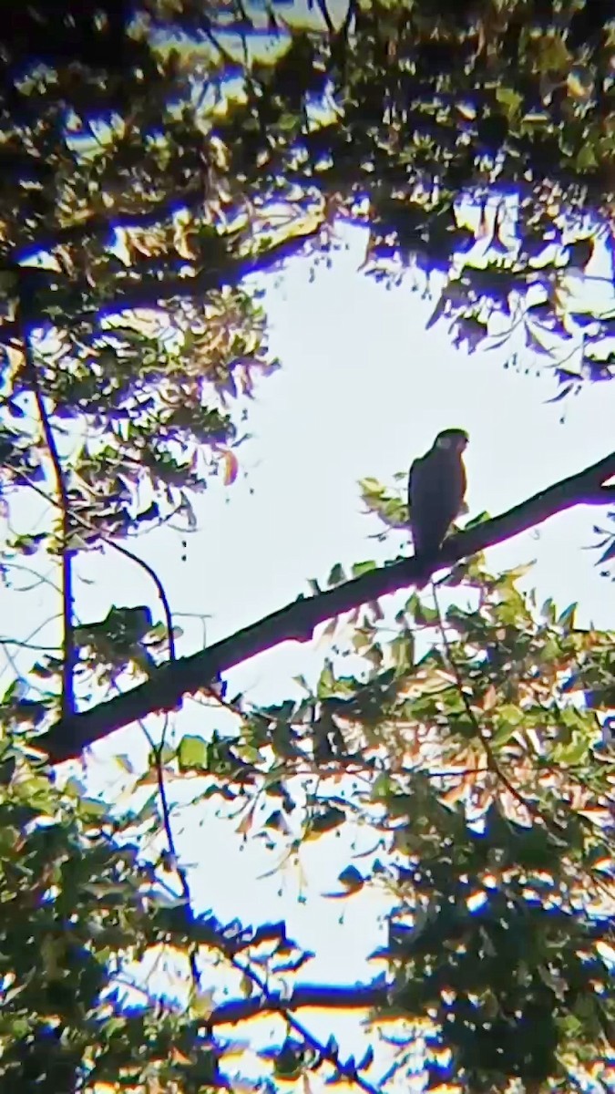 Eurasian Hobby - ML622877751