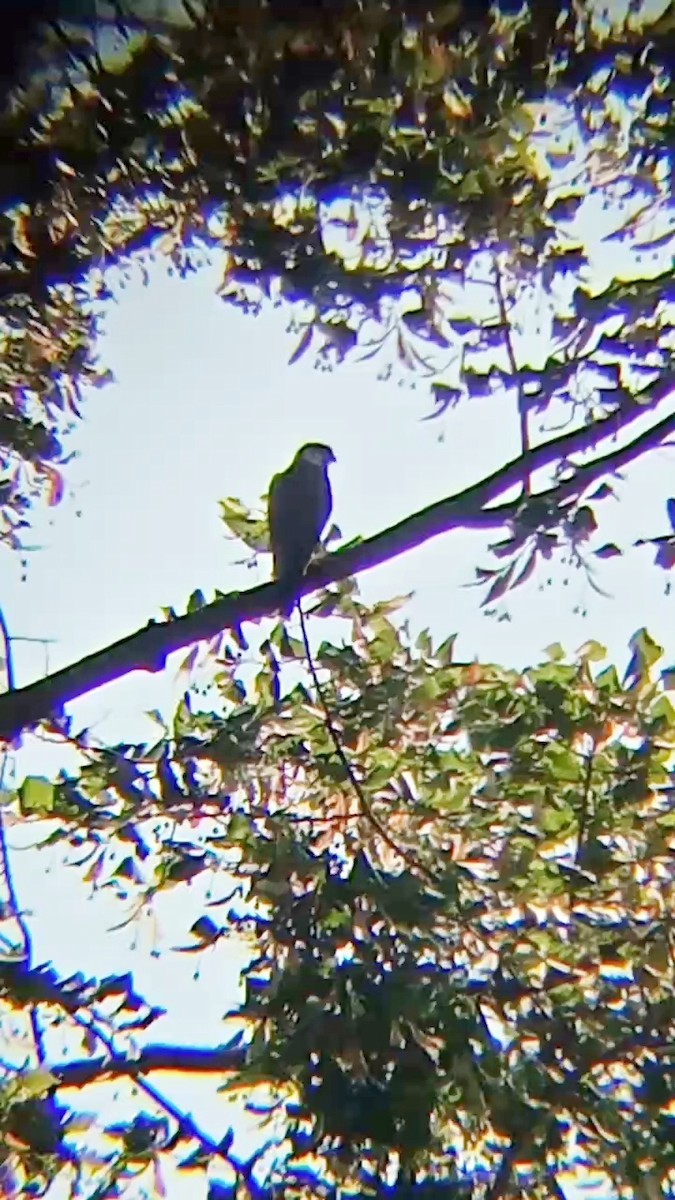 Eurasian Hobby - ML622877752