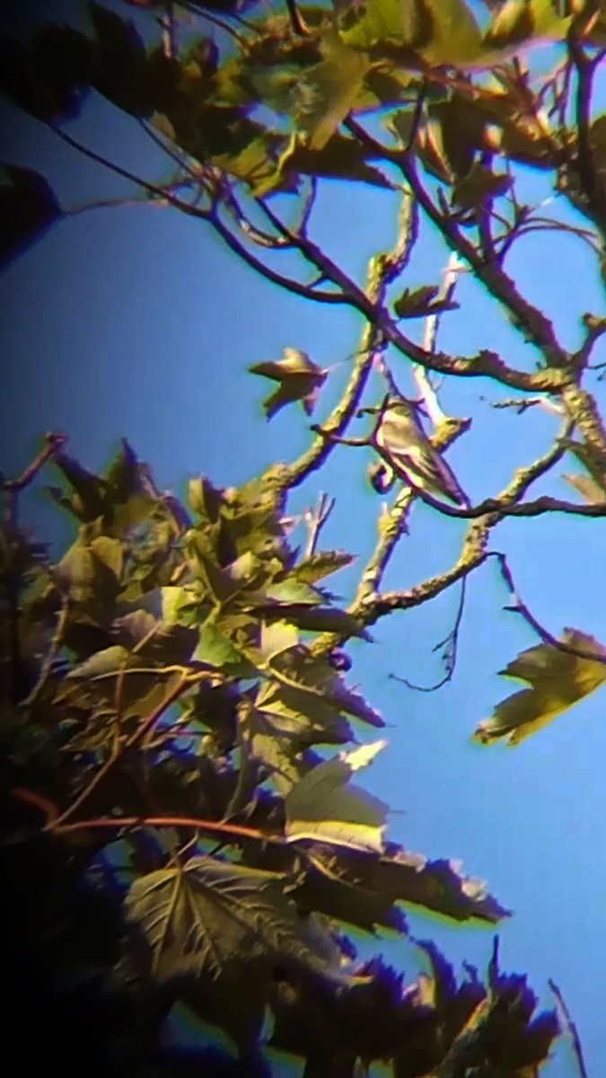 European Pied Flycatcher - ML622877779