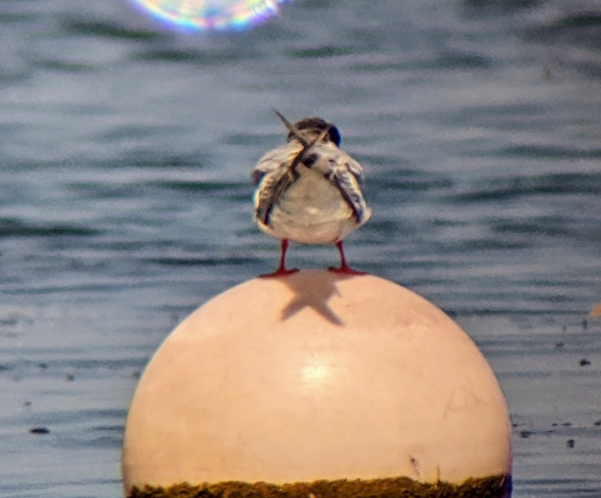 Forster's Tern - ML622877780