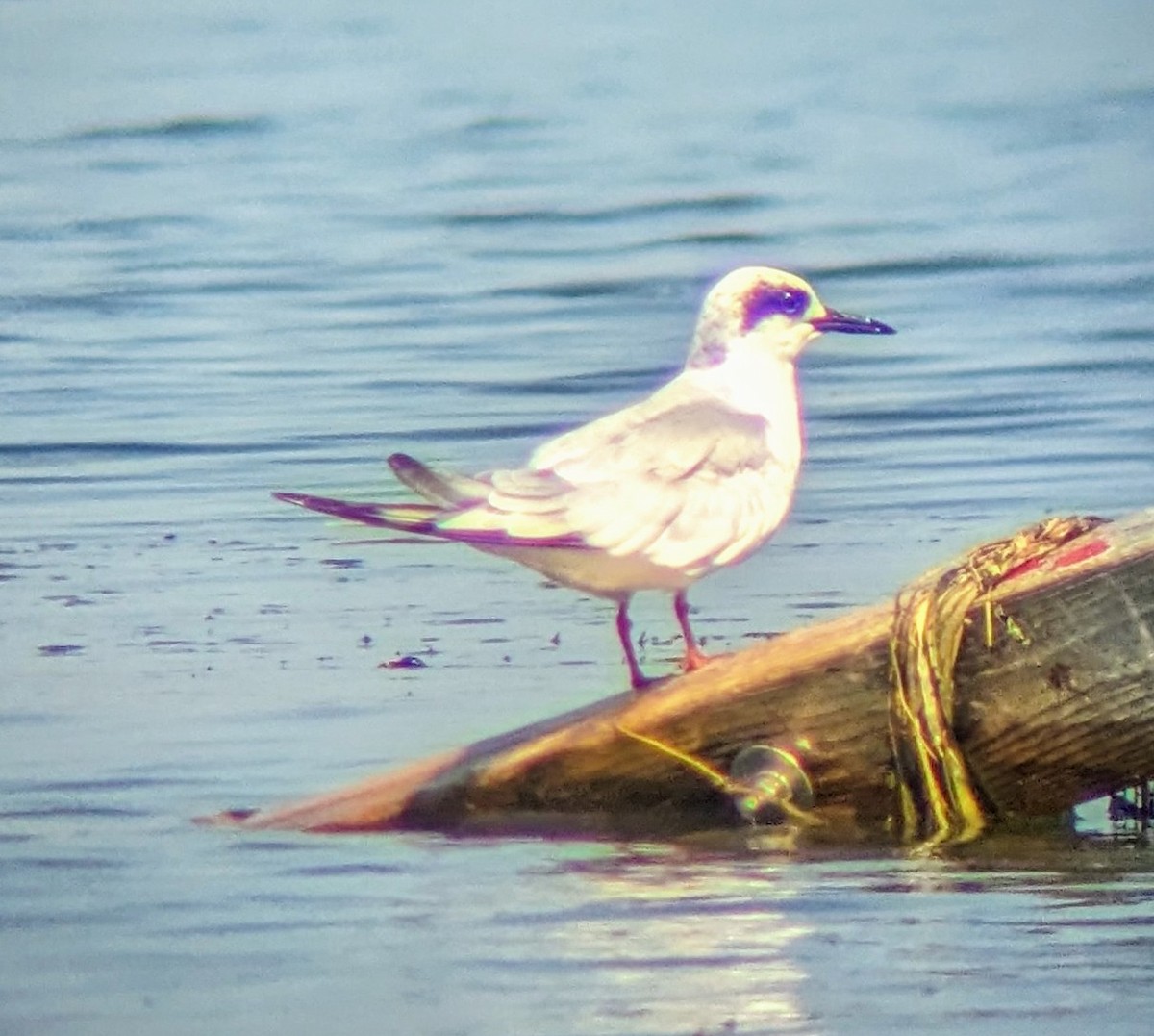 Forster's Tern - ML622877781