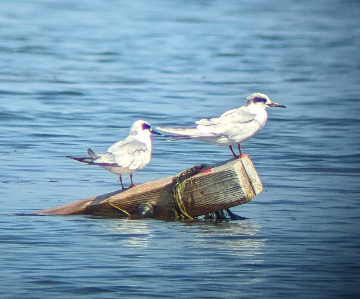 Forster's Tern - Jason Robinson