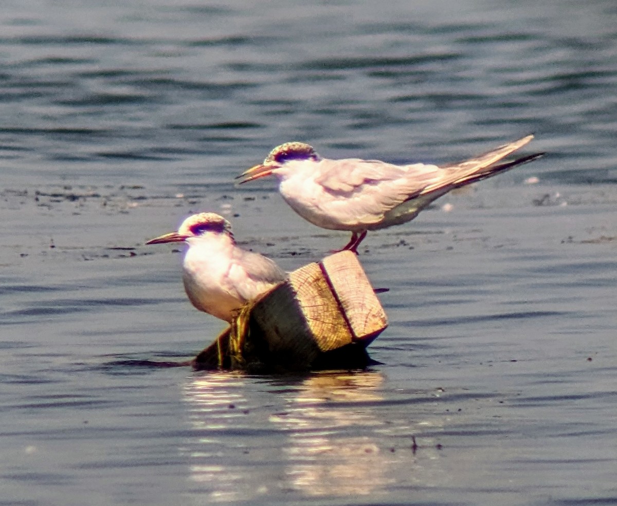 Forster's Tern - ML622877783
