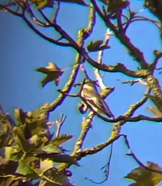 European Pied Flycatcher - ML622877786