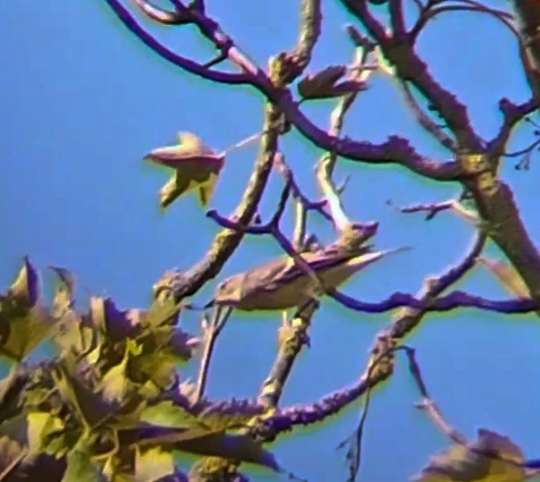 European Pied Flycatcher - ML622877789