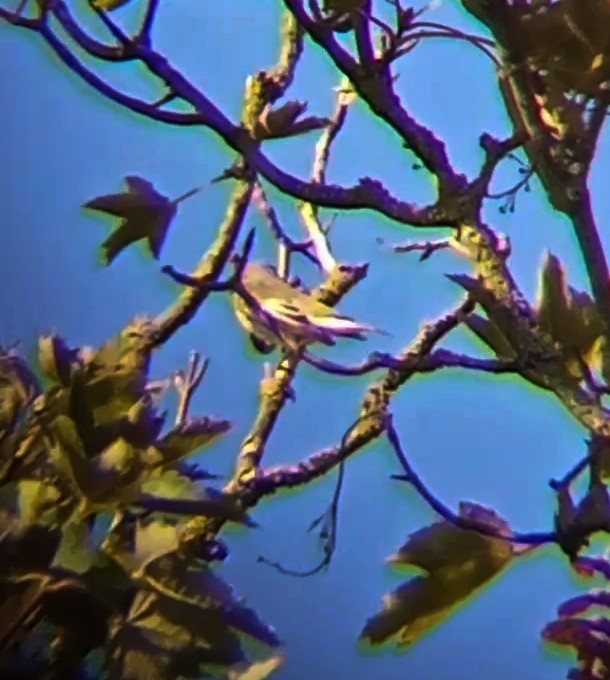 European Pied Flycatcher - ML622877790