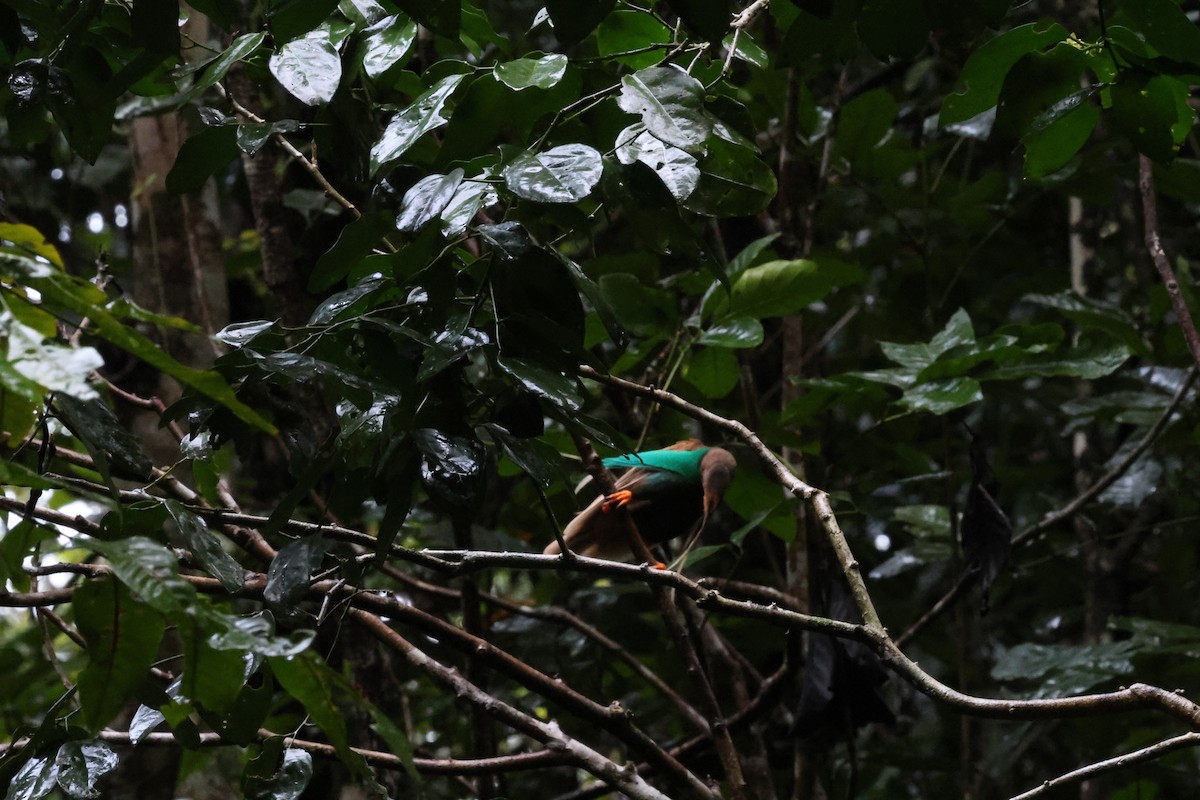 Standardwing Bird-of-Paradise - ML622877799