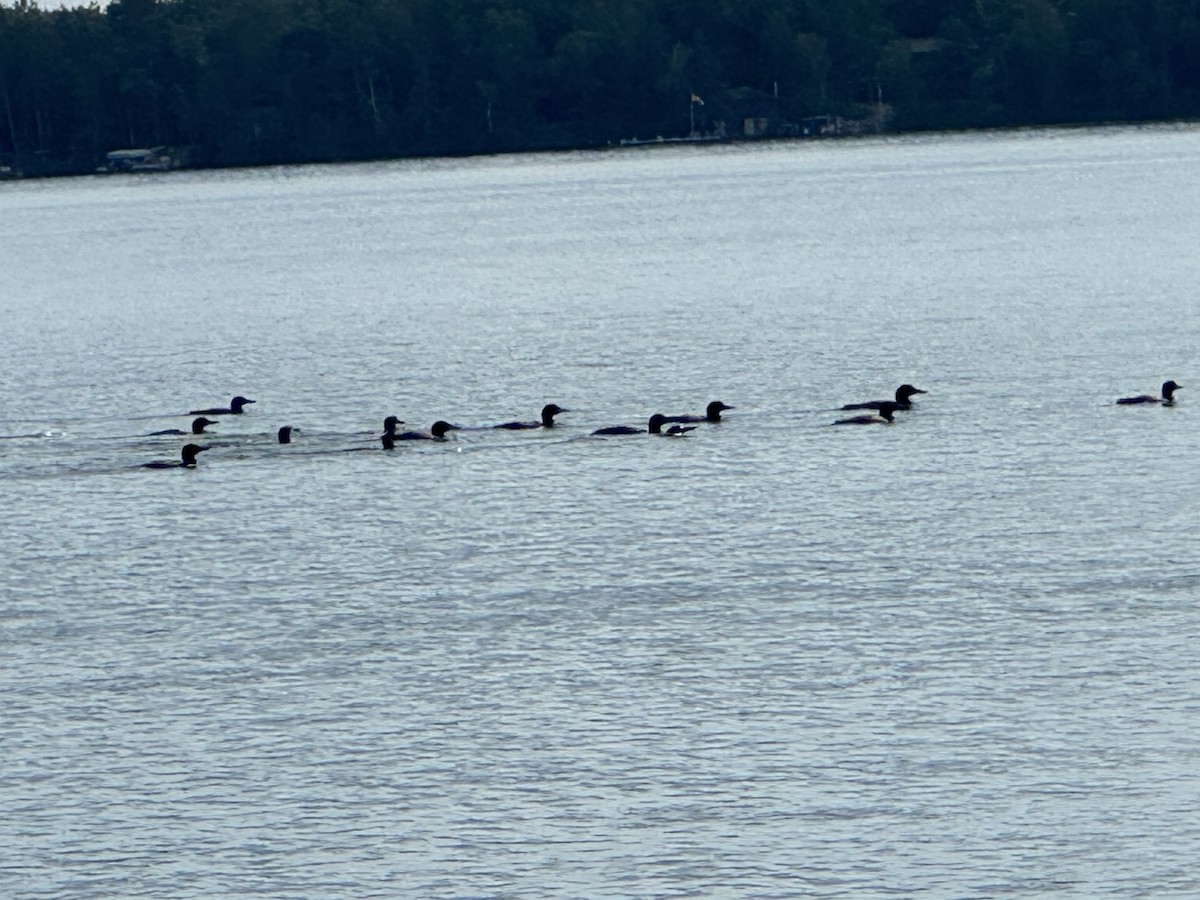 Common Loon - ML622877811