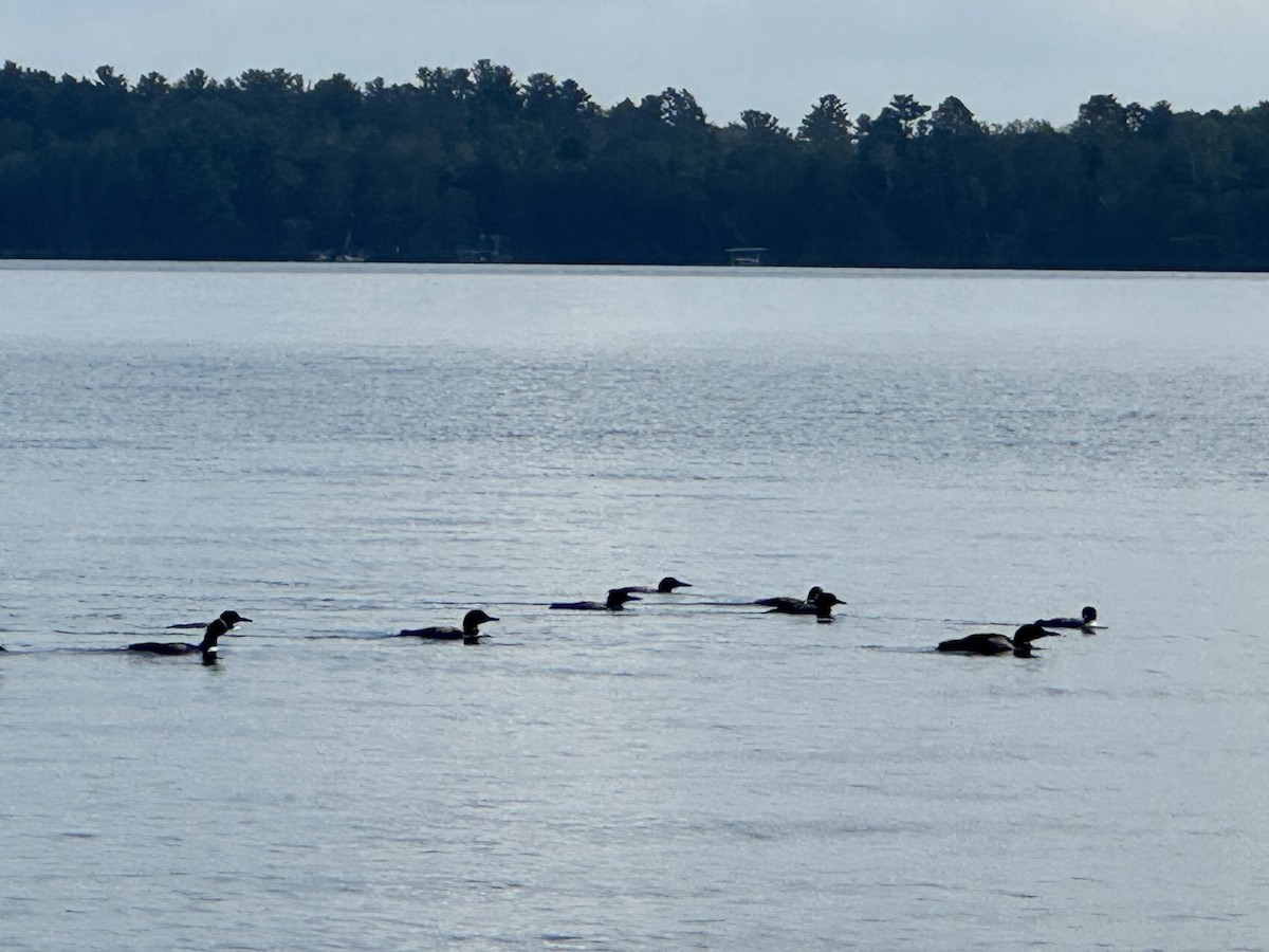 Common Loon - ML622877813