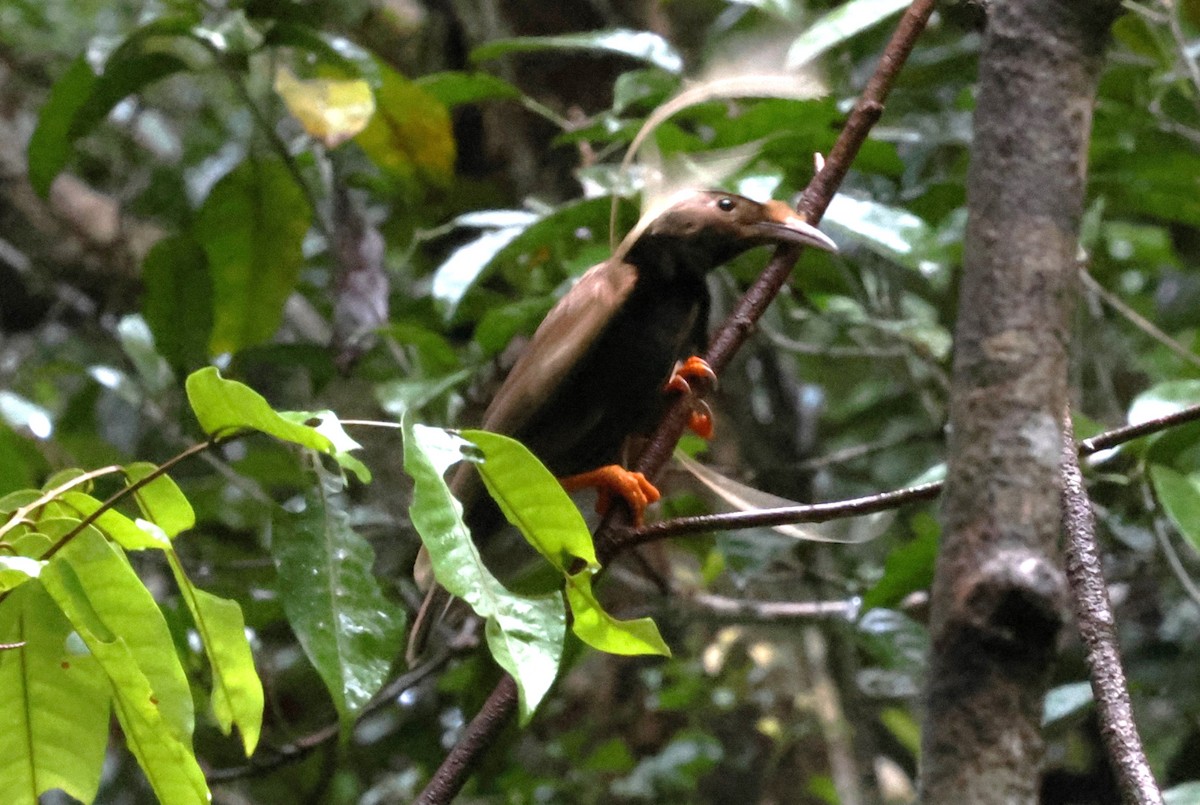 Standardwing Bird-of-Paradise - ML622877828