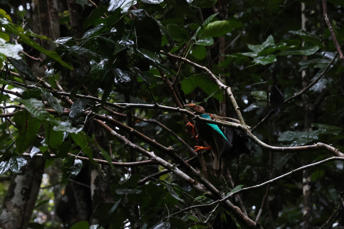 Standardwing Bird-of-Paradise - ML622877829