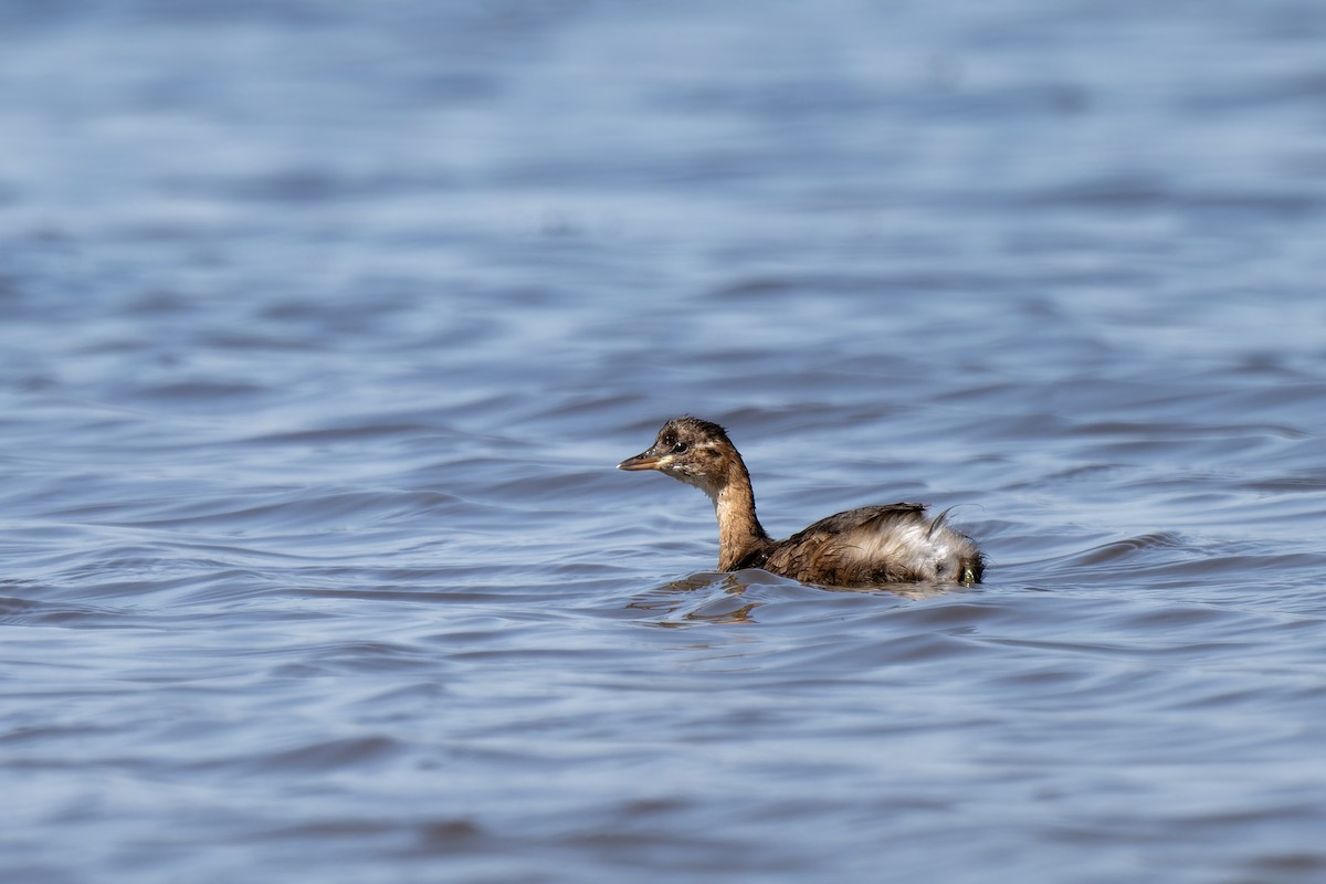 Little Grebe - Andreas Stadler