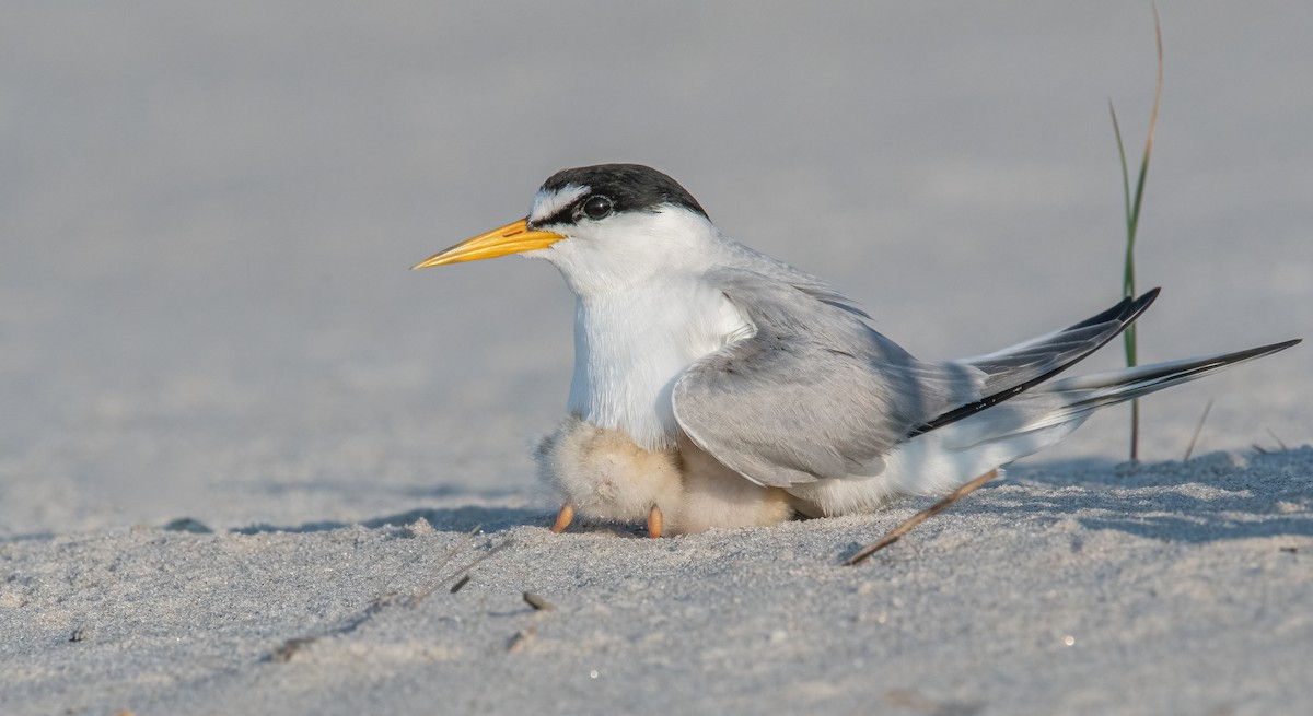 Least Tern - Sandy Podulka