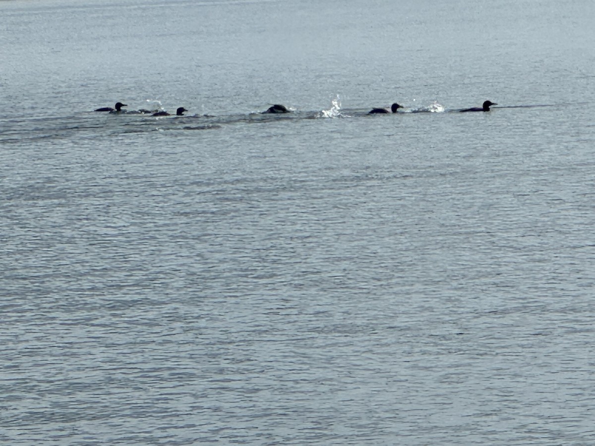 Common Loon - ML622877889