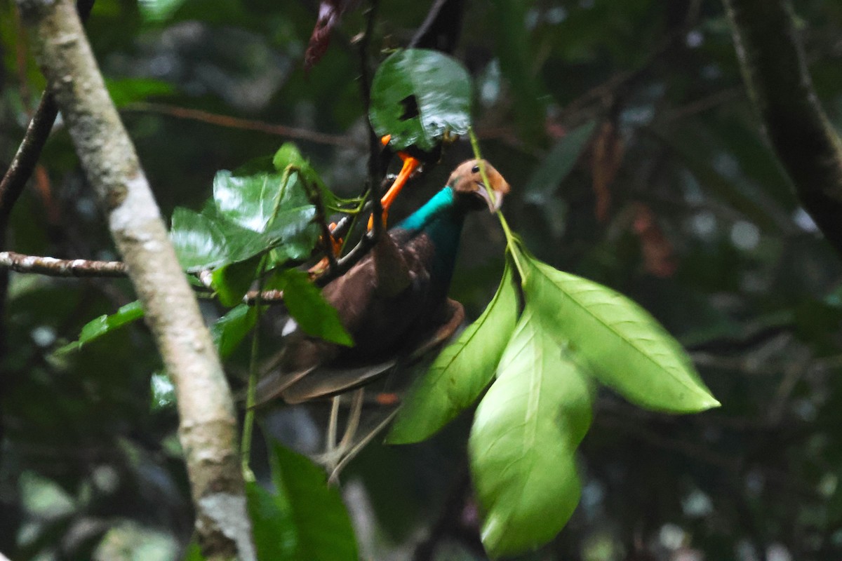 Standardwing Bird-of-Paradise - ML622877914