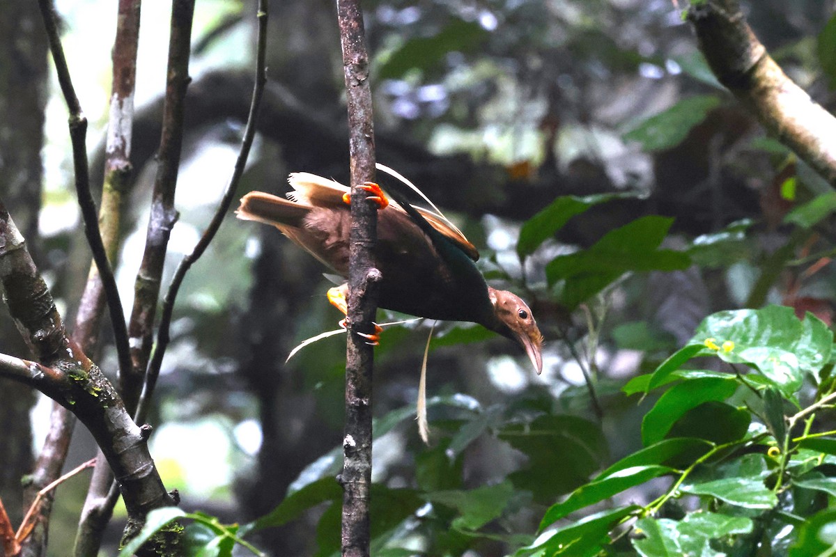 Standardwing Bird-of-Paradise - ML622877918