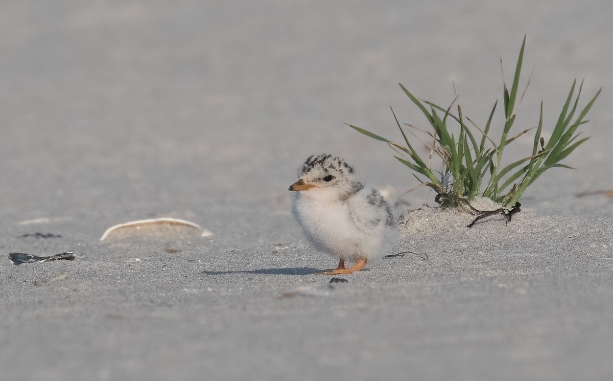 Least Tern - Sandy Podulka