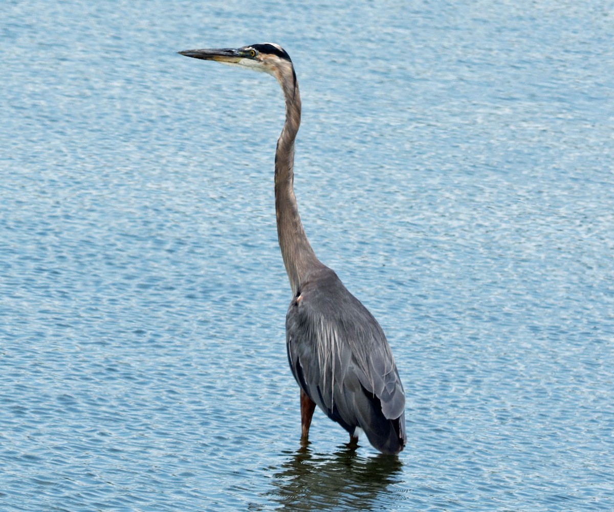 Great Blue Heron - ML622878181