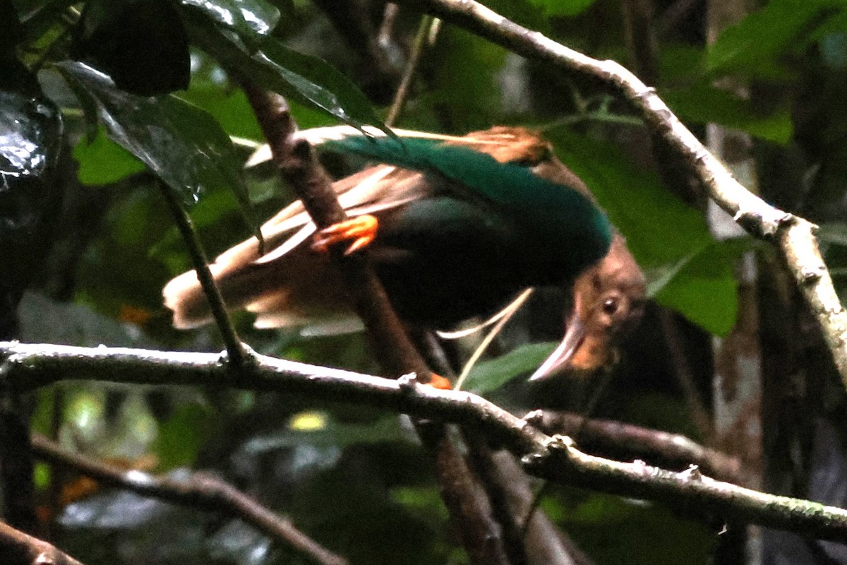 Standardwing Bird-of-Paradise - ML622878186