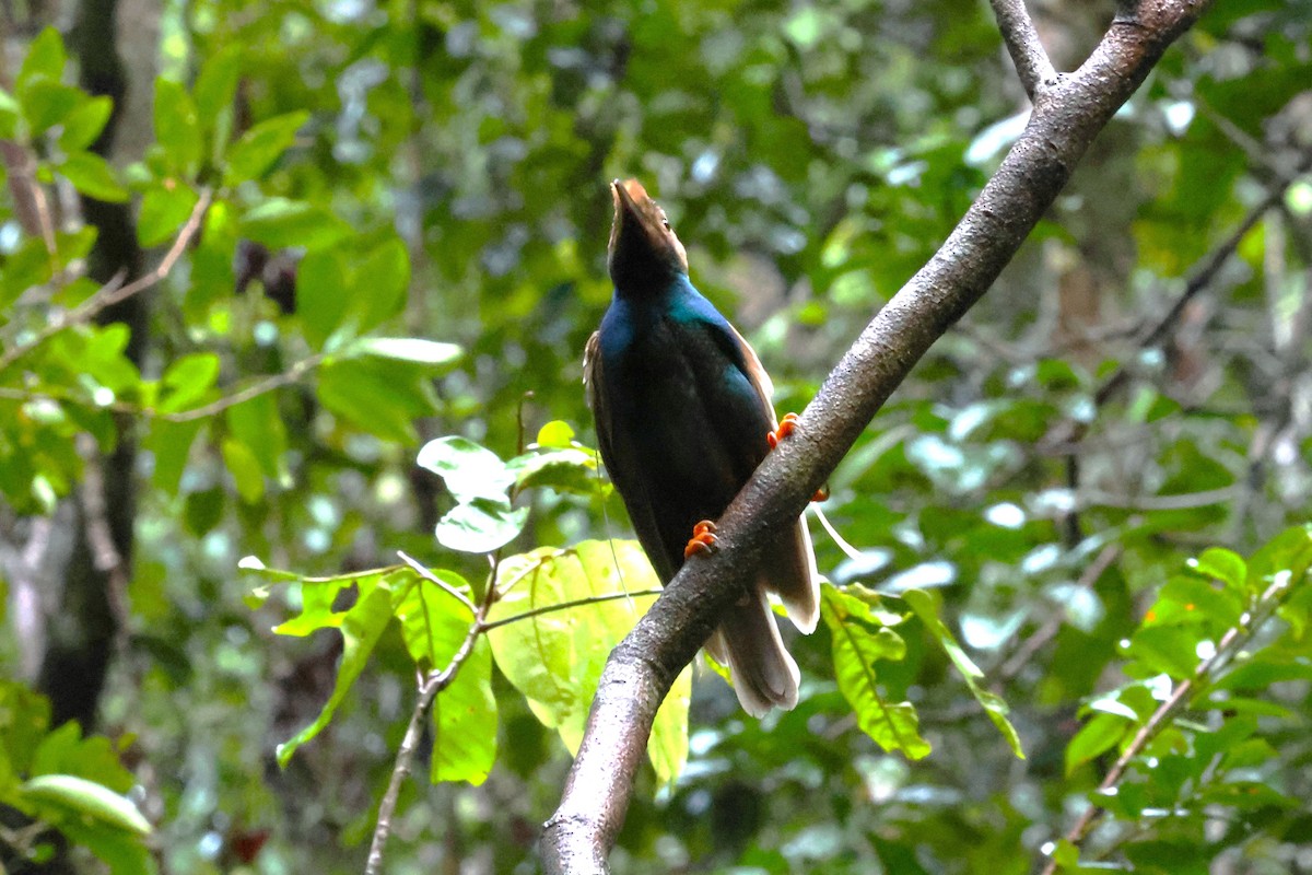 Standardwing Bird-of-Paradise - ML622878194