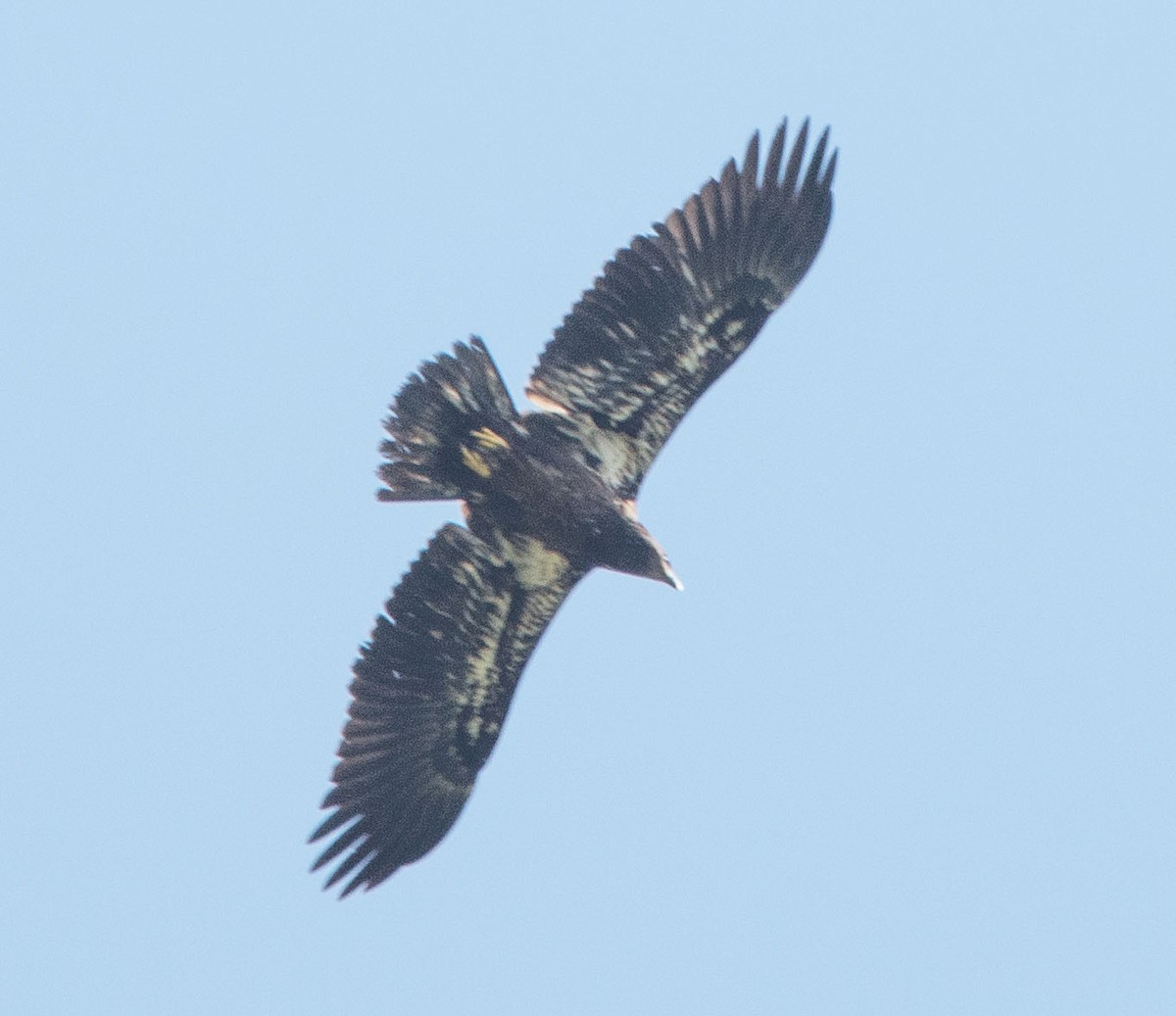 Bald Eagle - ML622878281