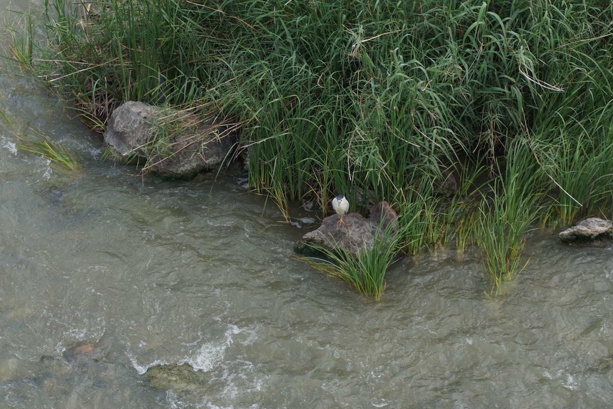 Black-crowned Night Heron - ML622878305