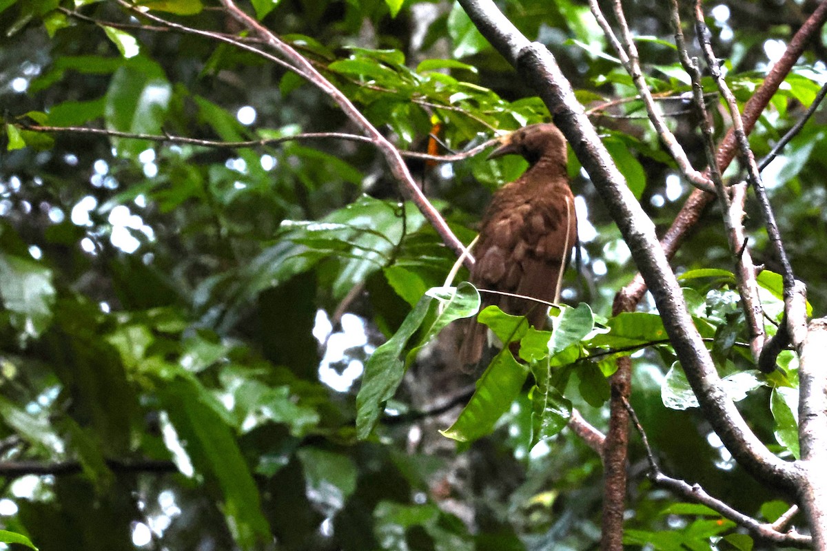 Standardwing Bird-of-Paradise - ML622878316