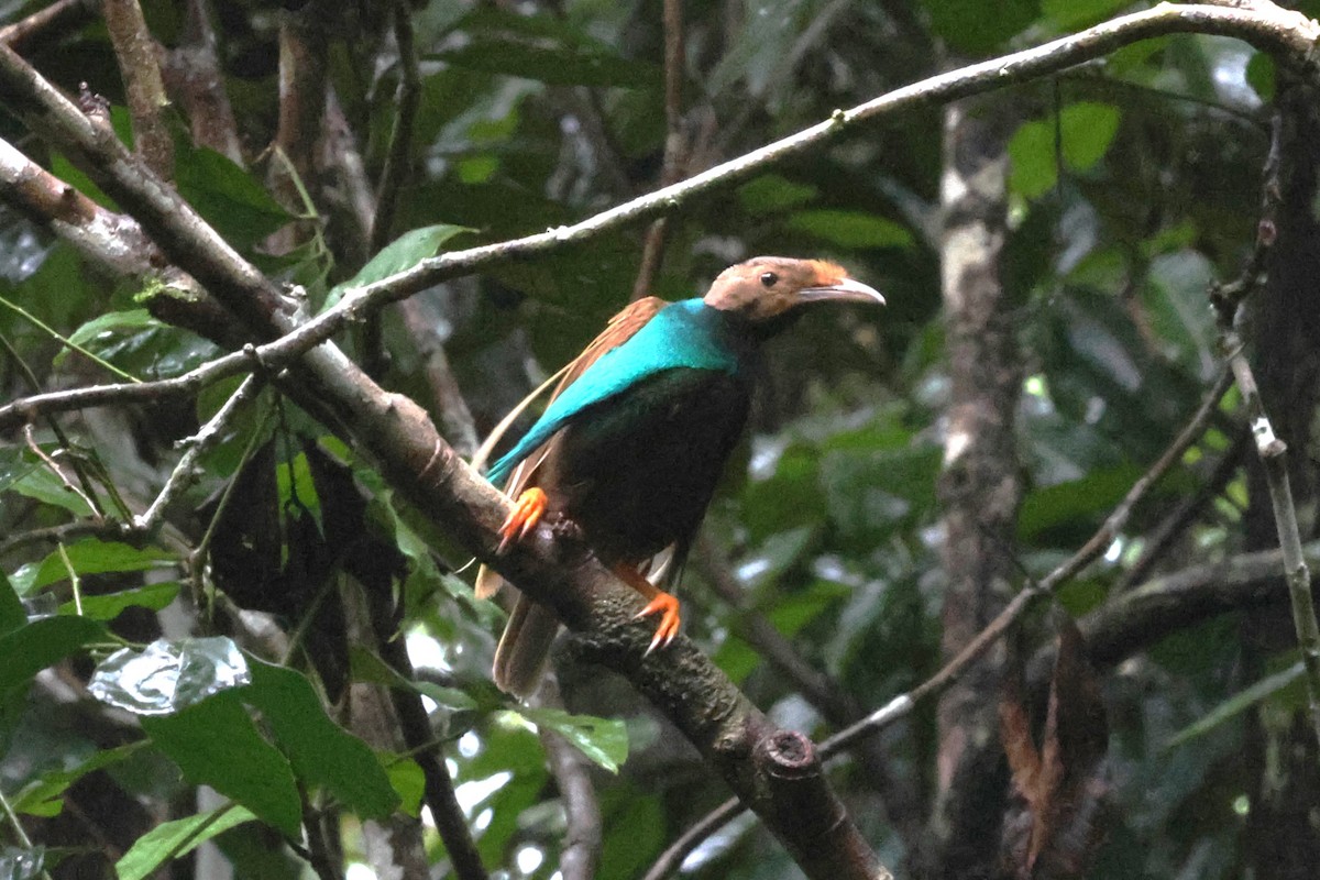 Standardwing Bird-of-Paradise - ML622878338