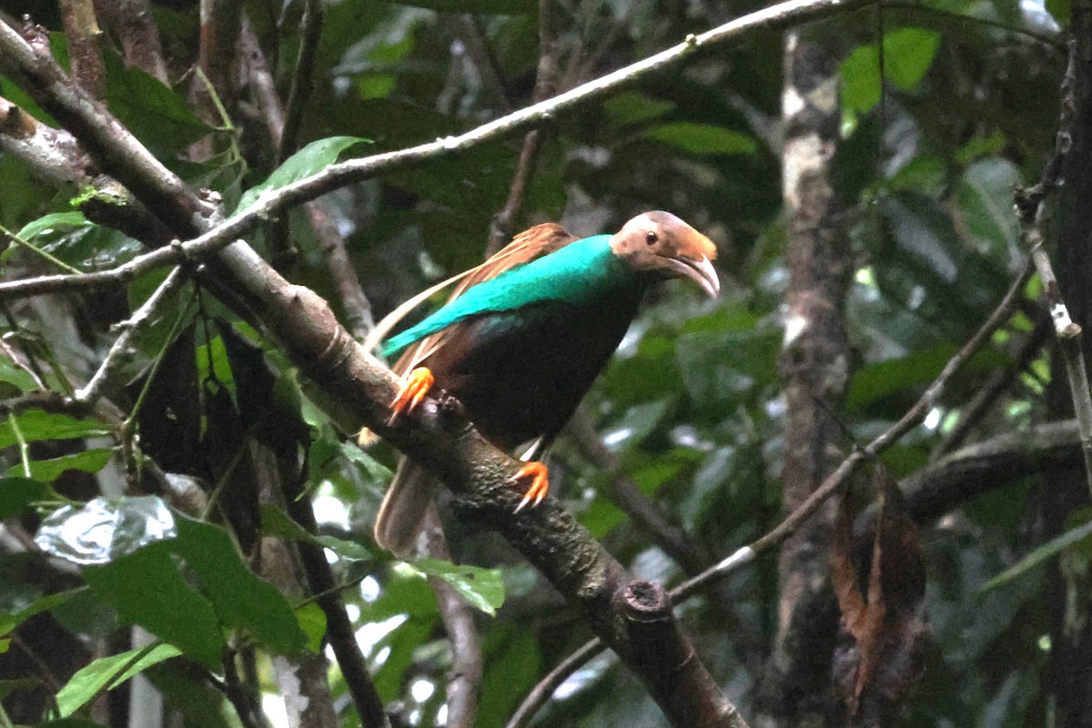 Standardwing Bird-of-Paradise - ML622878339