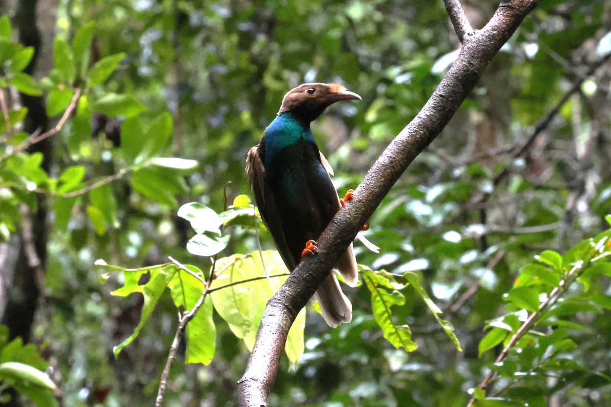 Standardwing Bird-of-Paradise - ML622878340