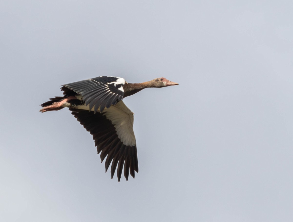 Spur-winged Goose - Garret Skead