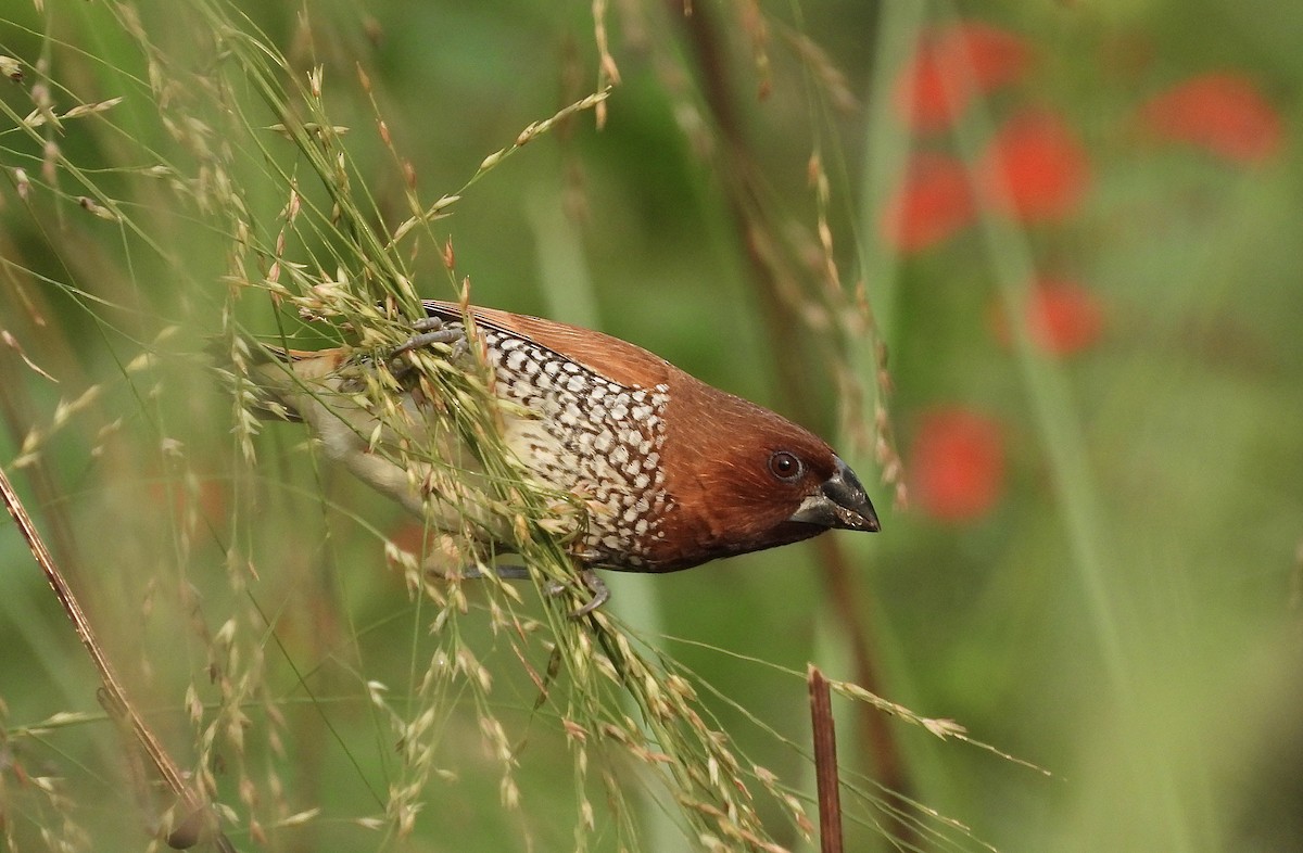 Scaly-breasted Munia - ML622878401