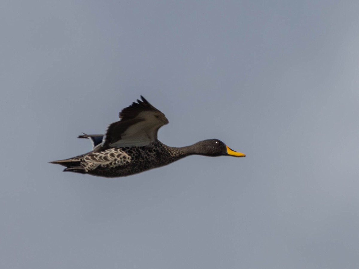 Yellow-billed Duck - ML622878403