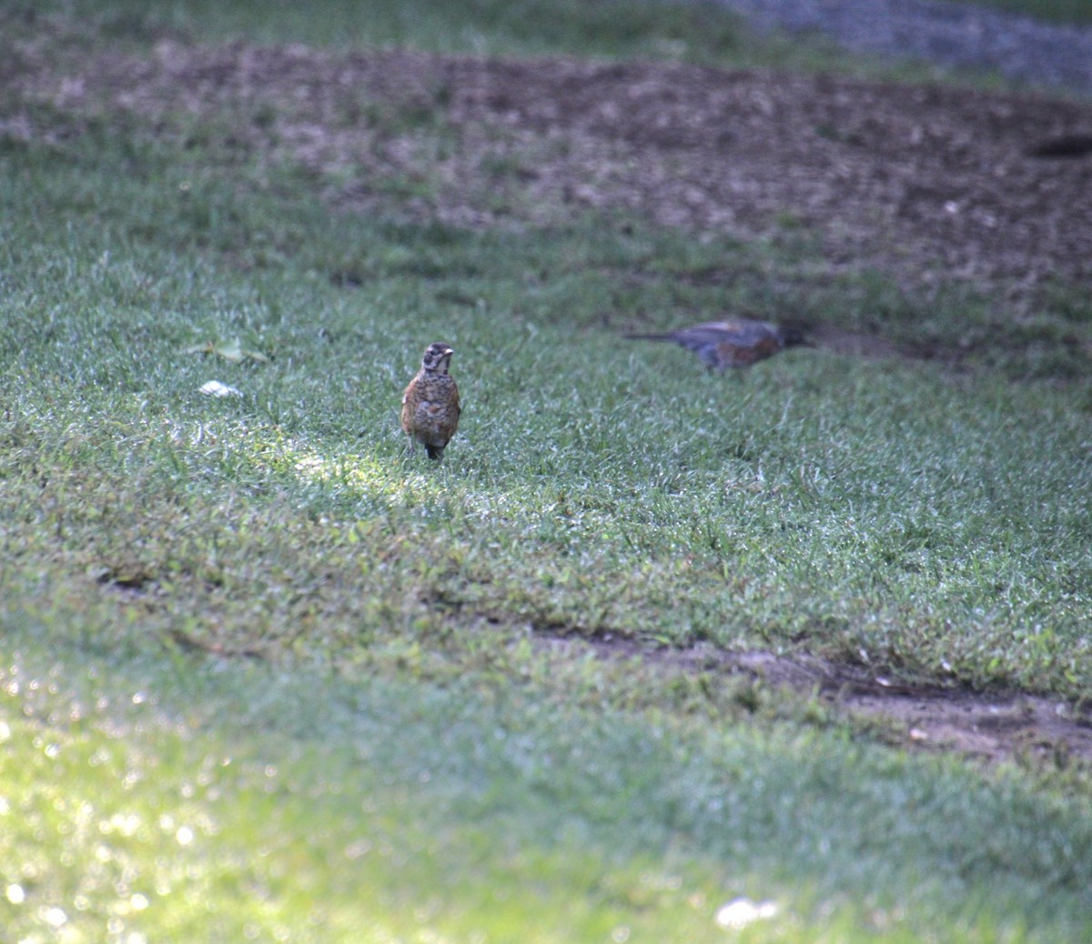 American Robin - ML622878408