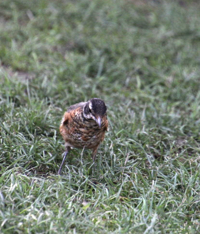 American Robin - ML622878409