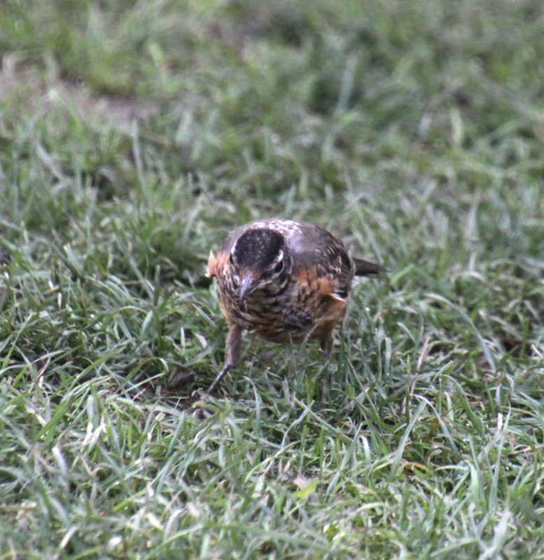 American Robin - ML622878410