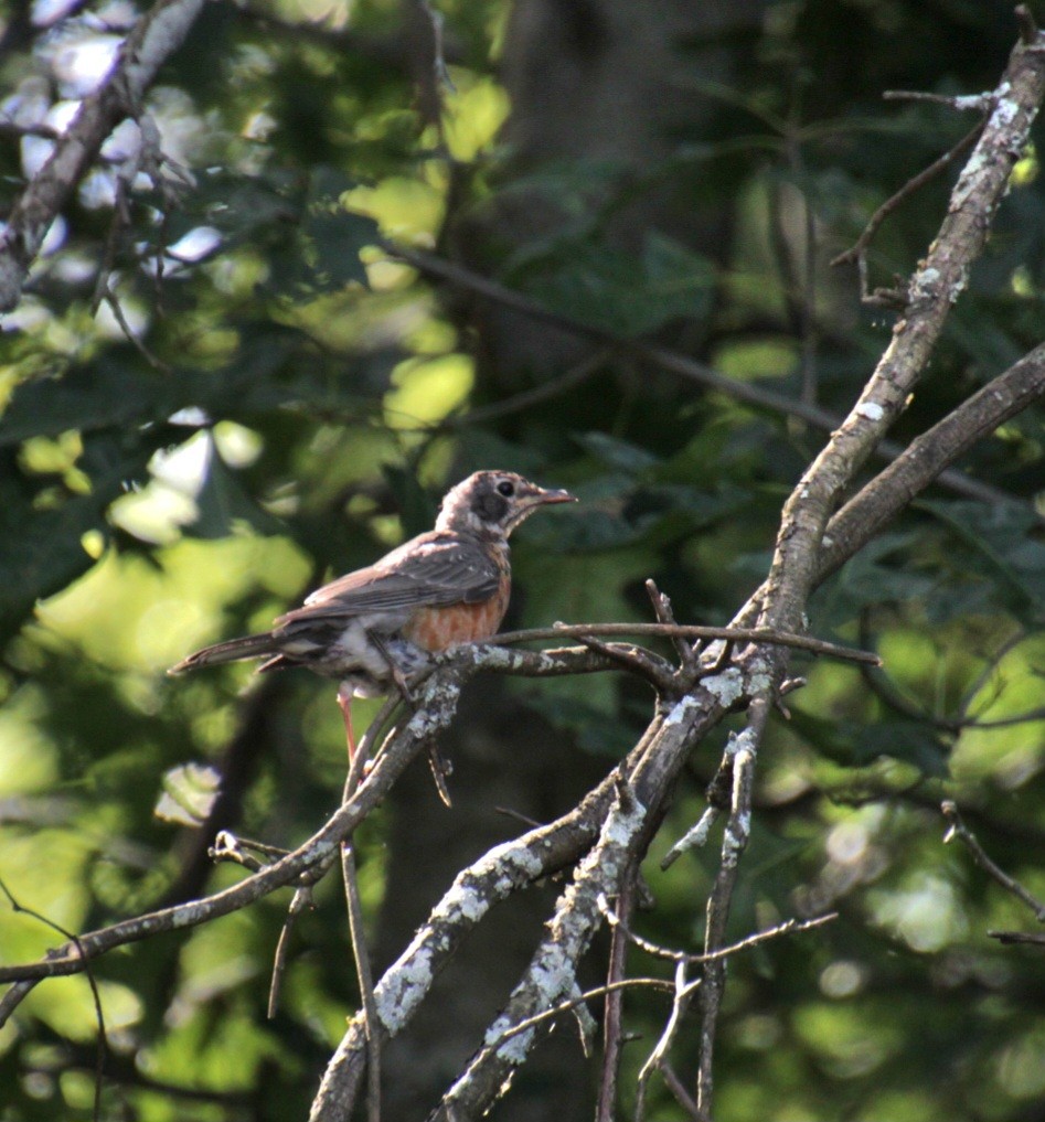 American Robin - ML622878411