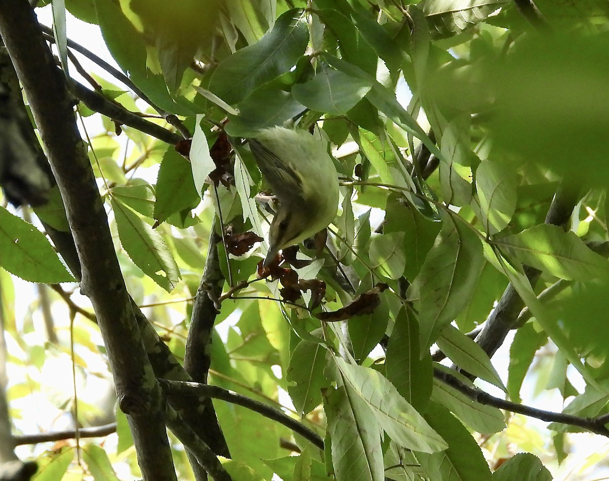 Black-whiskered Vireo - ML622878412