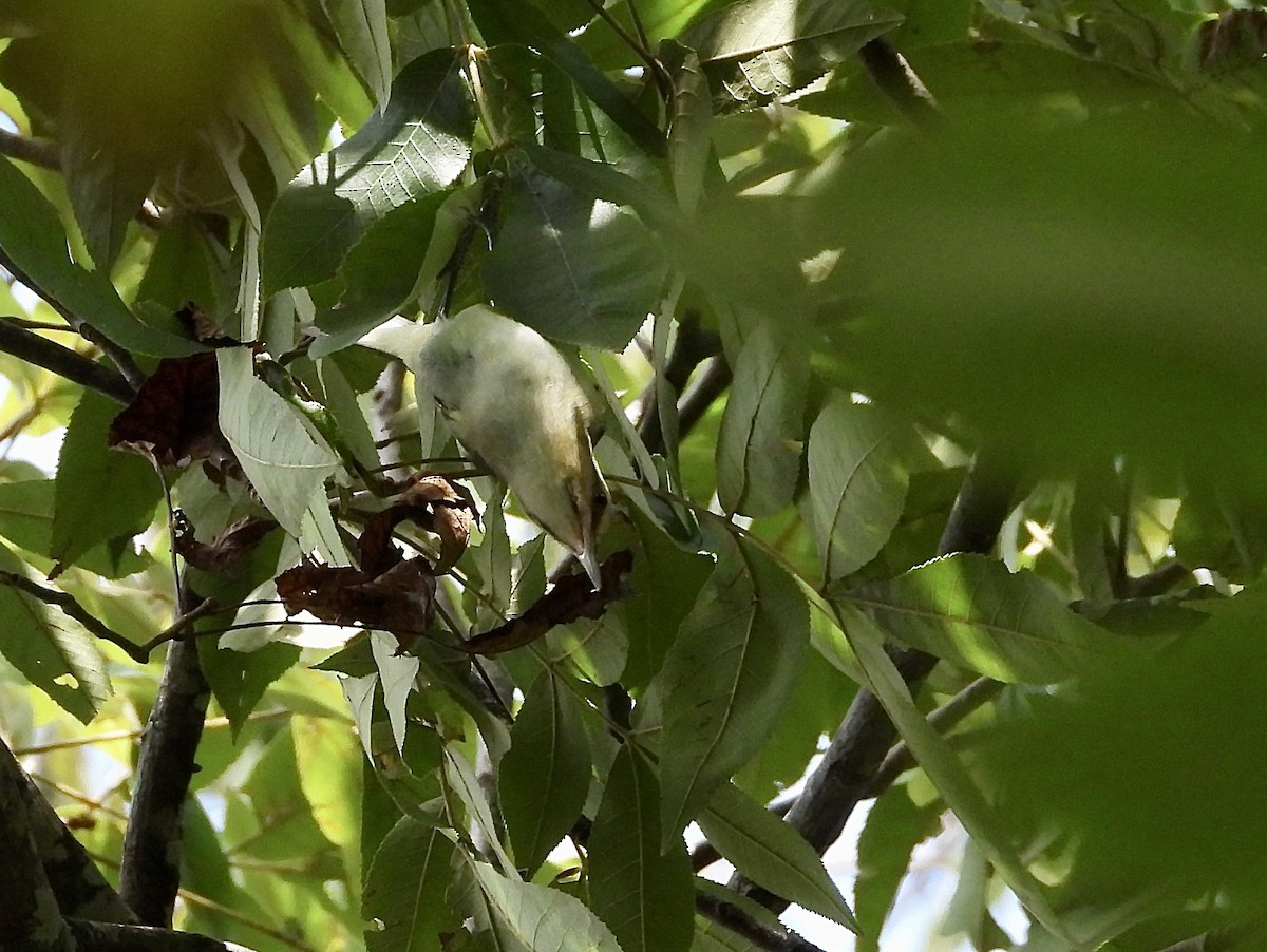 Black-whiskered Vireo - ML622878413