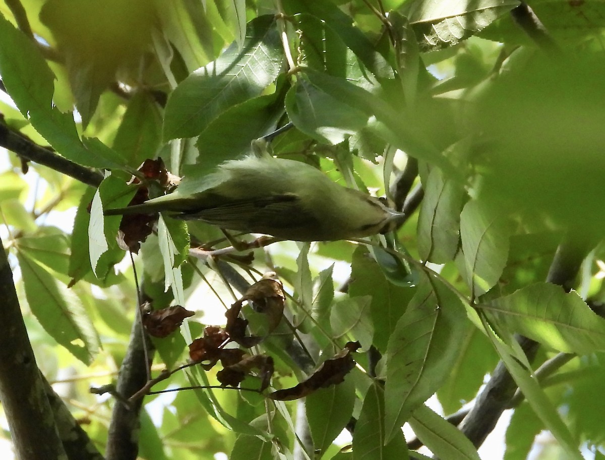 Black-whiskered Vireo - ML622878414