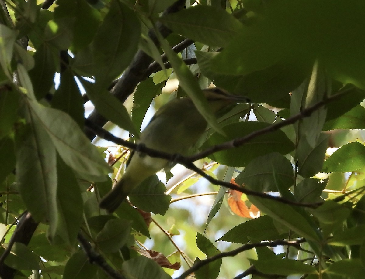 Black-whiskered Vireo - ML622878415