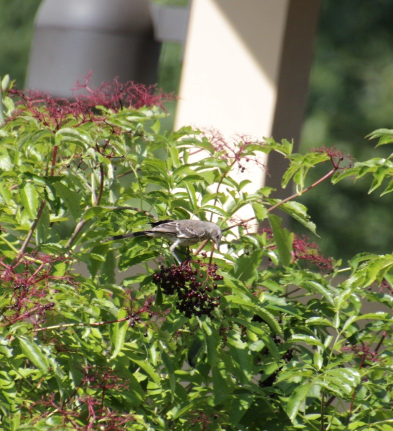 Northern Mockingbird - Samuel Harris