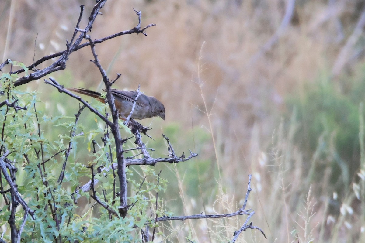 Canyon Towhee - ML622878449