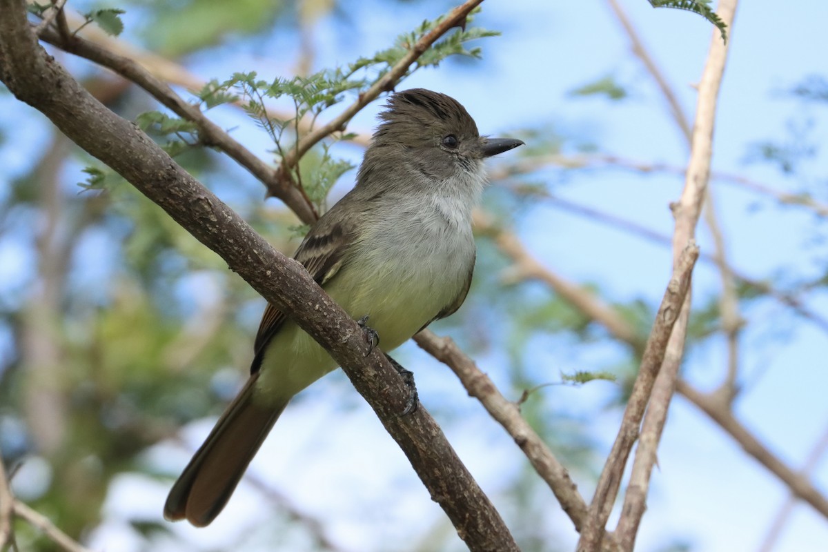 Nutting's Flycatcher - ML622878450