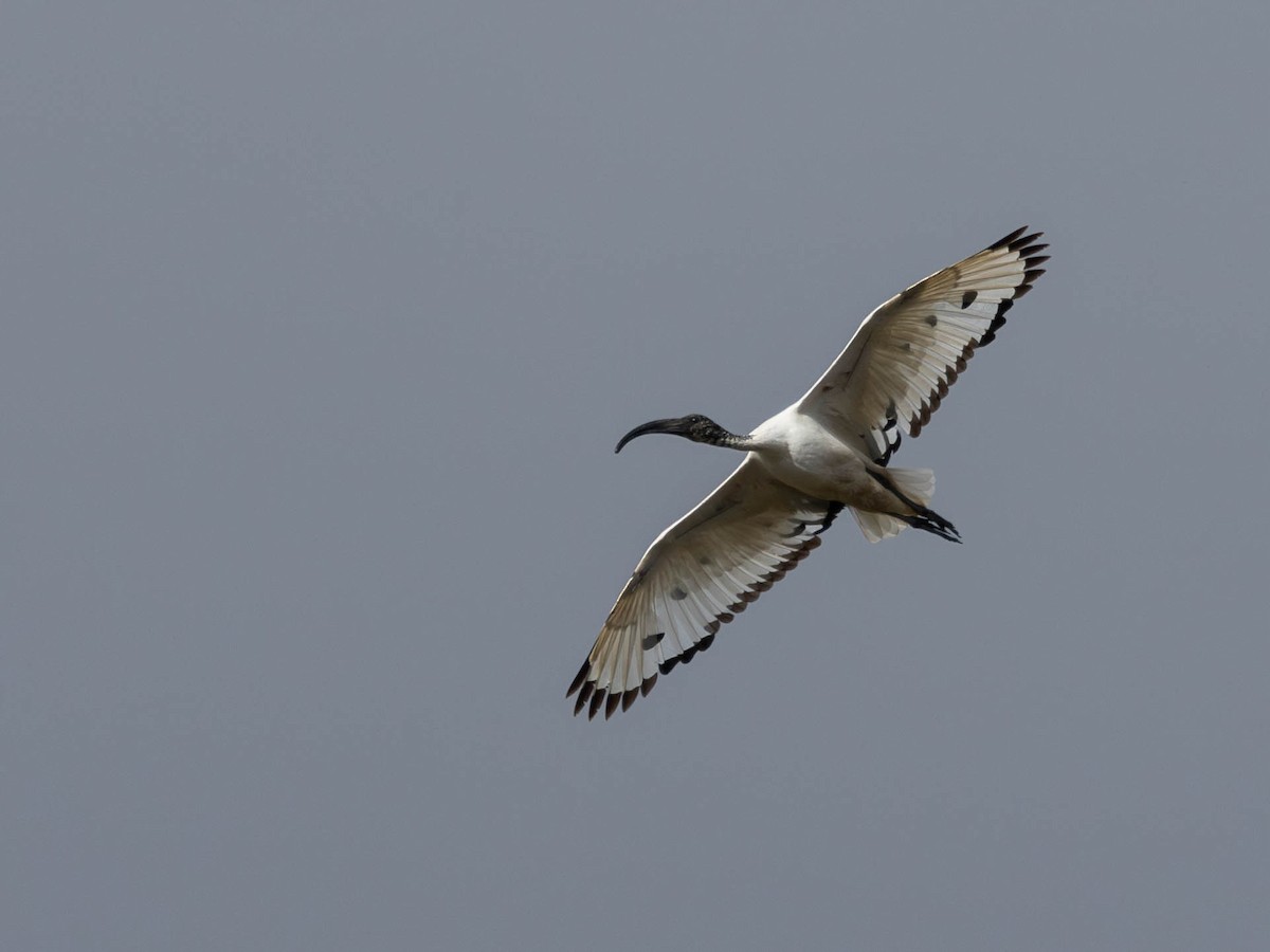 African Sacred Ibis - ML622878453