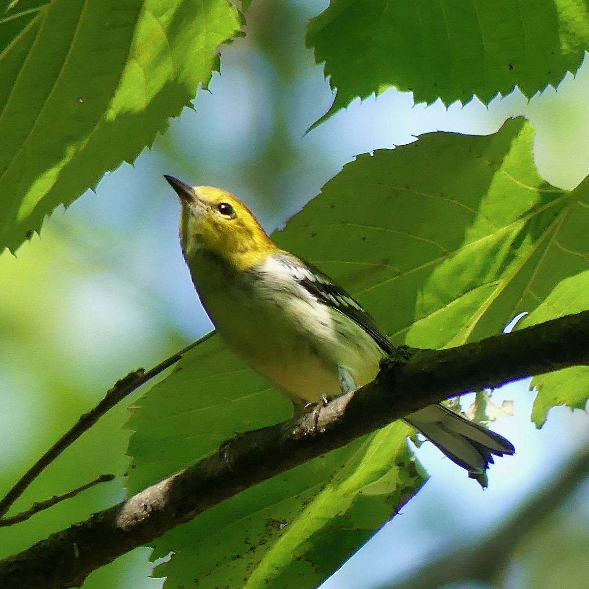 Black-throated Green Warbler - ML622878455