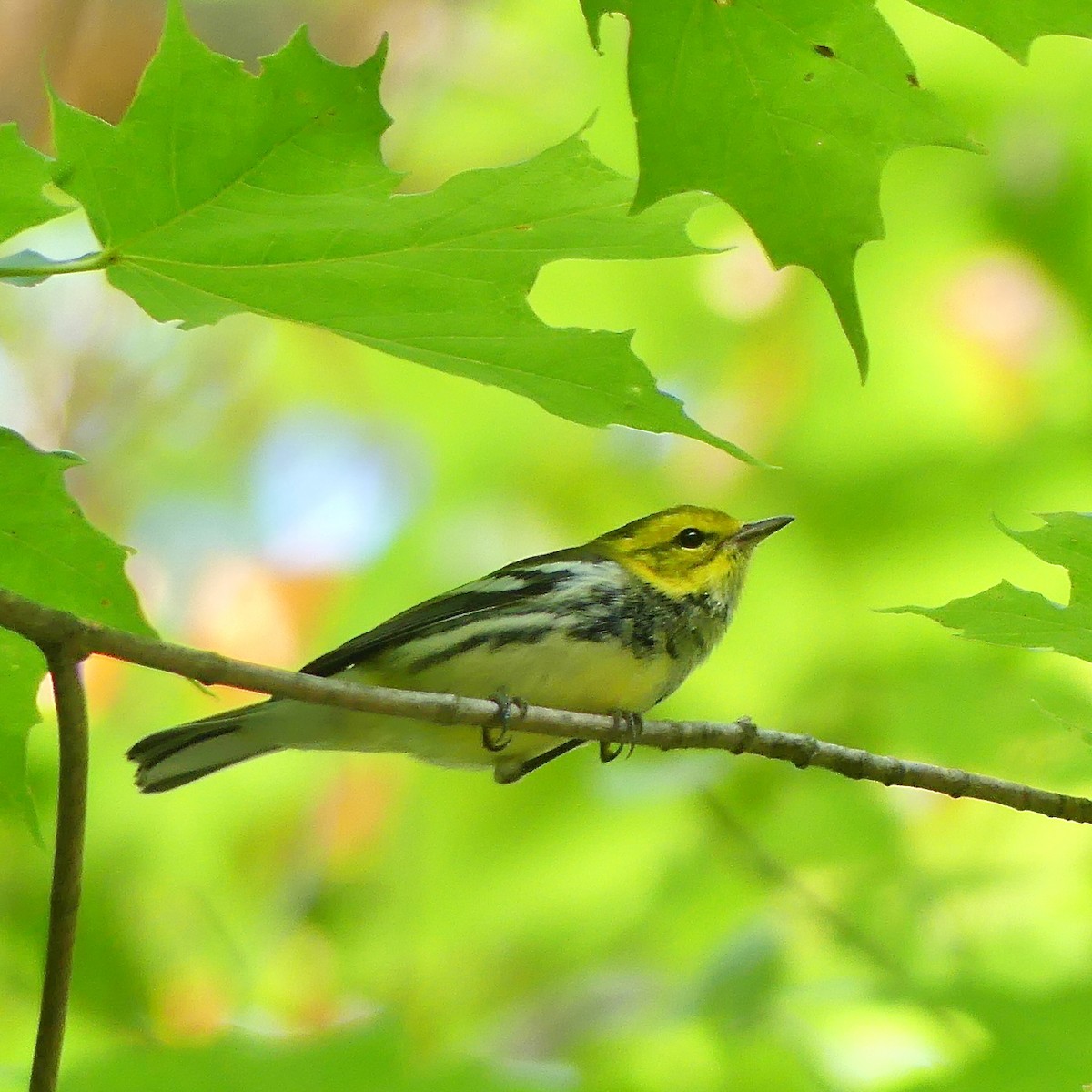 Black-throated Green Warbler - ML622878485